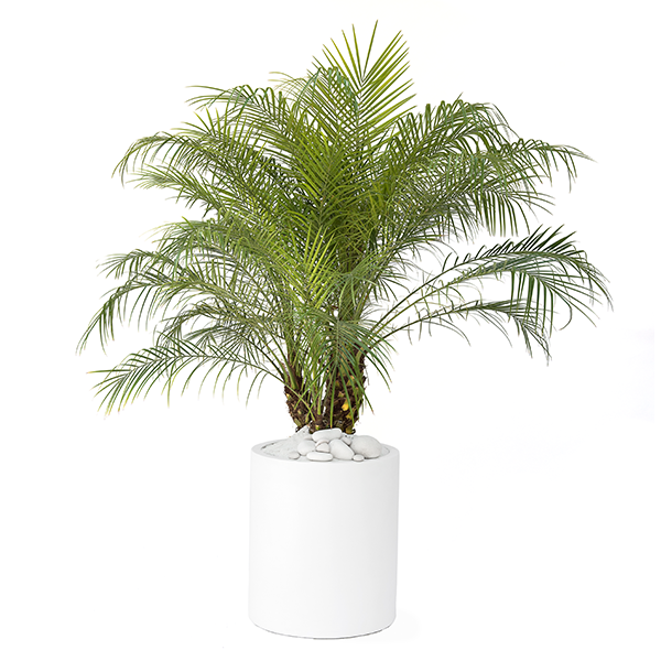 12in Phoenix Roebellini Palm multi 3'