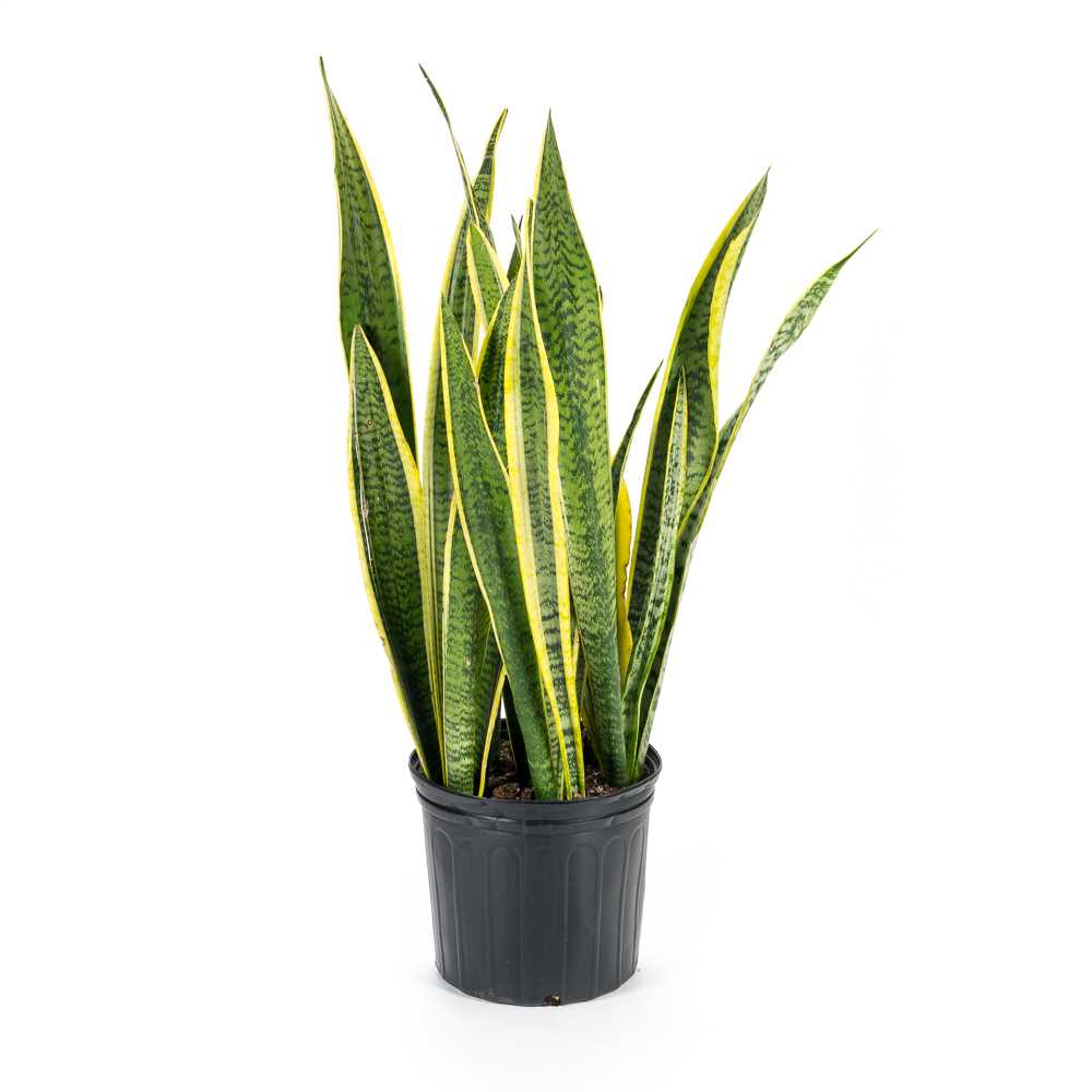 10in Sansevieria Laurentii