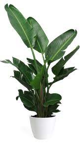 10in Stretlizia Nicolai Bird Of Paradise