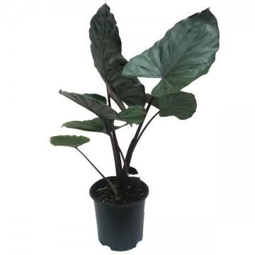 12in Alocasia 'Dark Star'