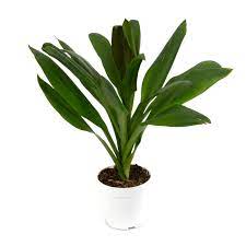 6in Cordyline 'Glauca'