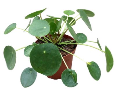 6in Pilea Pepermioides