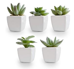 6in Succulents Assorted