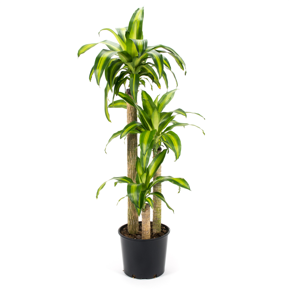 12in Dracaena Massangeana