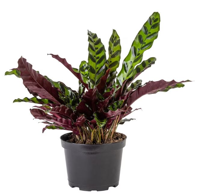 6in Calathea lancifolia