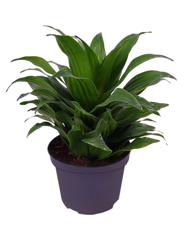 6in Dracaena JC Compacta