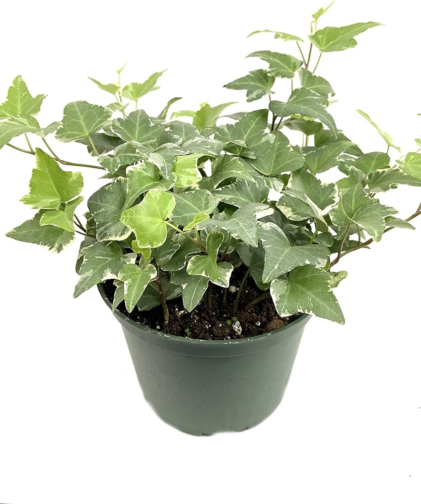 6in Hedera Ivy Variegated
