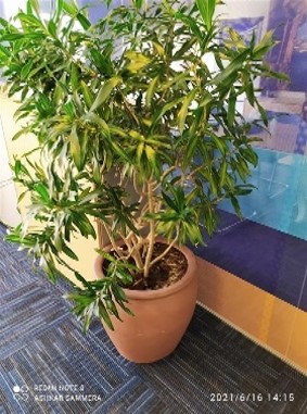 Large Plant 