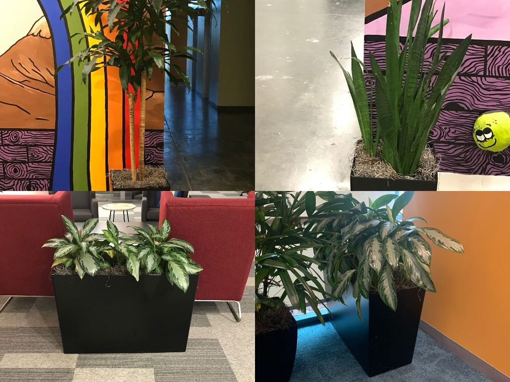 Assorted Plants