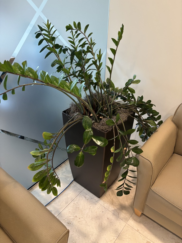 Potted Plant