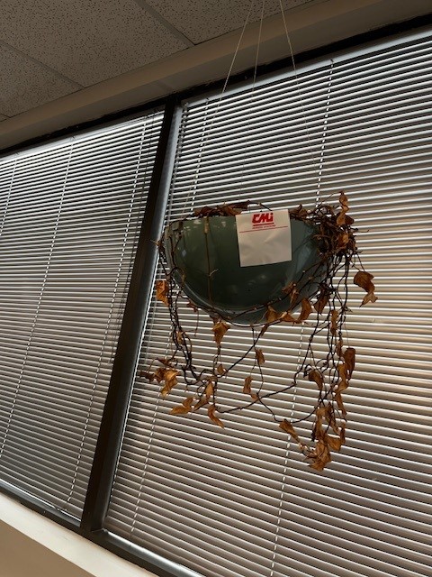 Hanging Plant Boxes