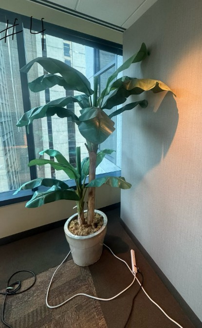 Plant