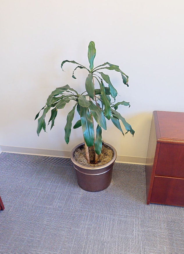 plant 7