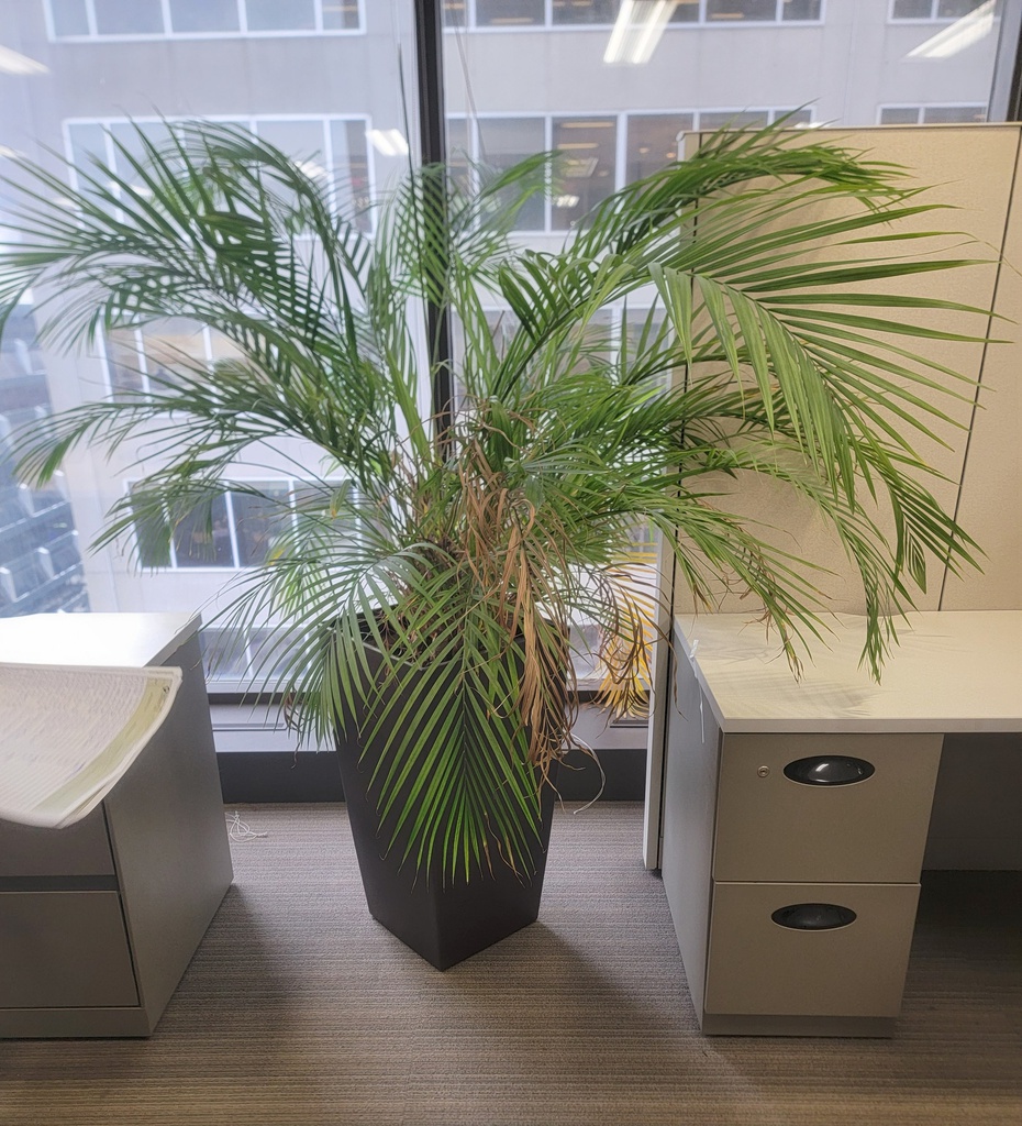Plants