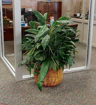 Plants