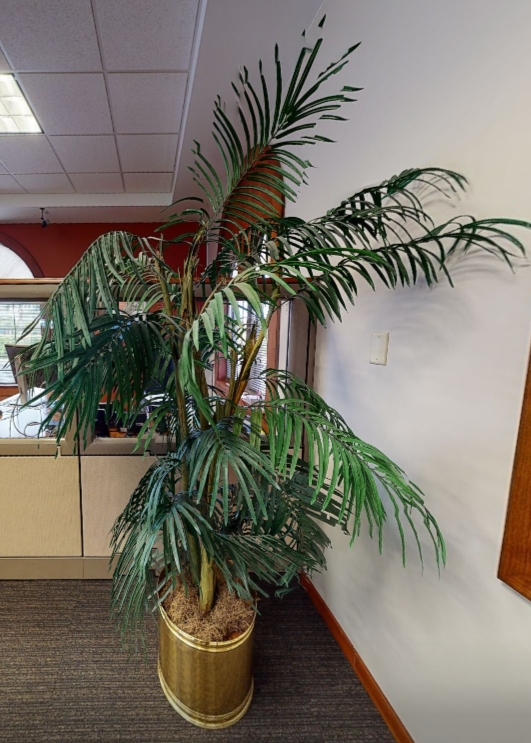 Plants - 6