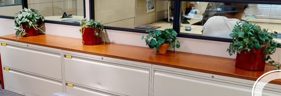 Plants