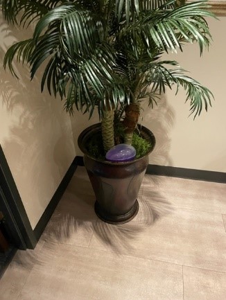 Plant