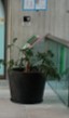 Metal pot, black | Maceta metalica, negro 