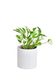 [#J5-12] 8in Pothos Jade
