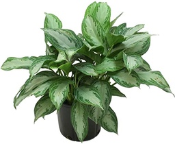 [#J5-2] 10in Aglaonema Silver Bay