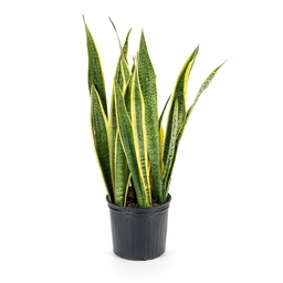 [#J5-12] 10in Sansevieria Laurentii