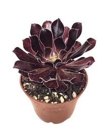 [#J5-16] 12in Aeonium Zwartkop