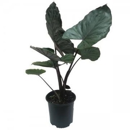 [#J5-17] 12in Alocasia 'Dark Star'