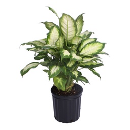 [#J5-26] 6in Dieffenbachia Assorted