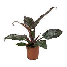 [#J5-8] 10in Philodendron Imperial Red