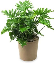 [#J5-10] 10in Philodendron selloum