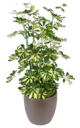 [#J5-12] 10in Schefflera arboricola variegated column