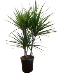 [#J5-21] 4in Dracaena marginata