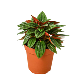 [#J5-22] 4in Peperomia rosso