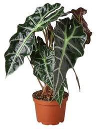 [#J5-24] 6in Alocasia 'African Mask'