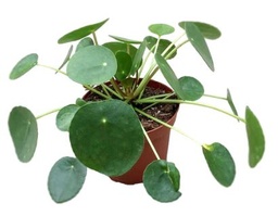 [#J5-32] 6in Pilea Pepermioides