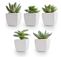 [#J5-34] 6in Succulents Assorted