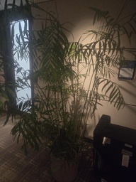 [#J5-329] Plants 