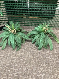 [#J5-14] Hanging Fern