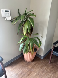 [#J5-4] Live Plants