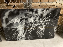 [#J2-62] B&amp;W Coffee Beans 