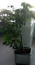 [#J5-45] Metal pot, square, silver | Maceta de metal, cuadrada, plateada