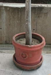 [#J5-92] Red clay pot, circle | Olla de barro rojo, círculo