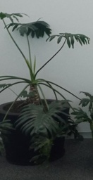 [#J5-262] Circular black metal pot | Maceta circular de metal negro